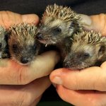 Alcuni ricci in cura - Foto archivio La Ninna